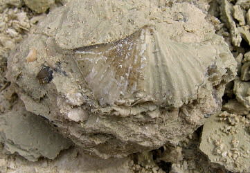 Brachythyrina kleini