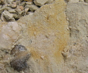 Fenestella sp.
