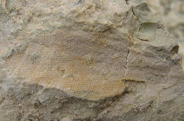 Fenestella sp.