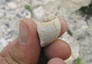 Strobeus sp.