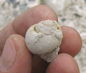 Strobeus sp.