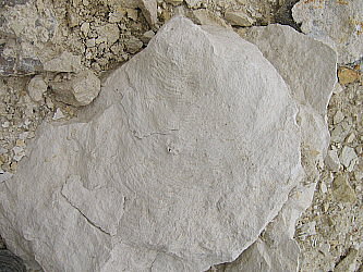 Zoophycos sp.