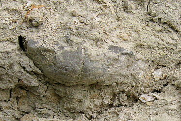 Alphachoristites trautscholdi