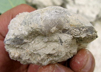 Alphachoristites trautscholdi