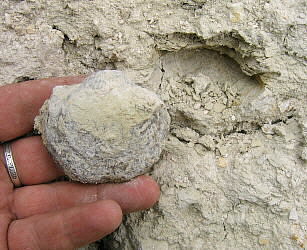 Alphachoristites trautscholdi