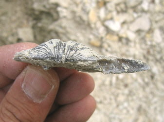 Neospirifer tegulatus