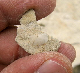 Neochonetes carboniferus