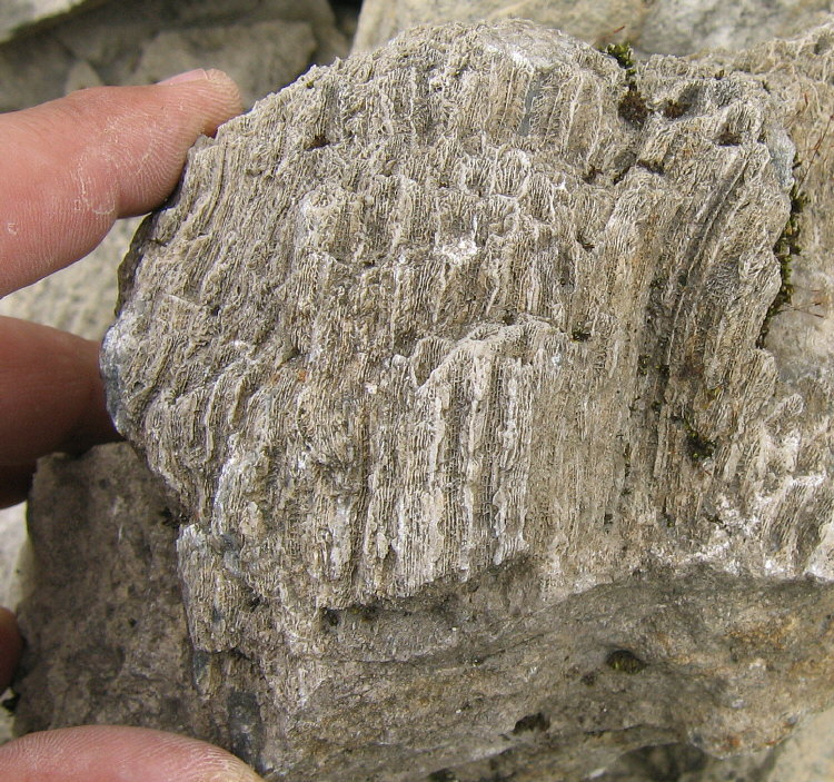 Petalaxis stylaxisTrautschold