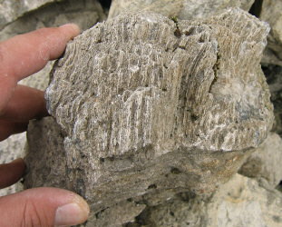 Petalaxis stylaxisTrautschold