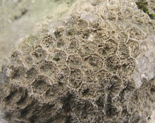 Petalaxis stylaxisTrautschold