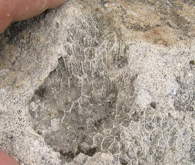 Petalaxis stylaxisTrautschold
