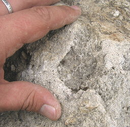 Petalaxis stylaxisTrautschold