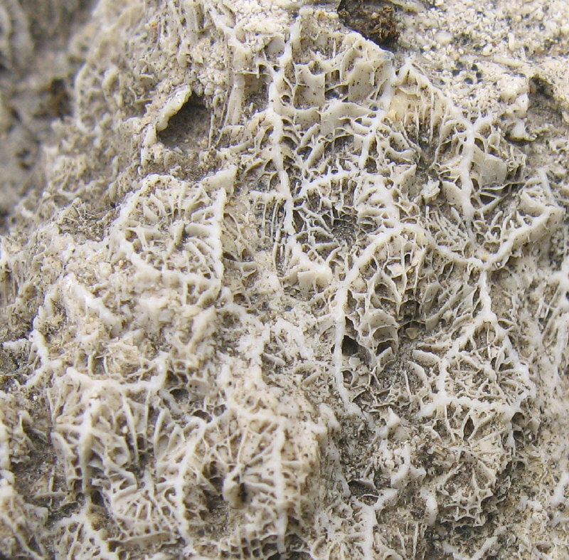 Petalaxis stylaxisTrautschold