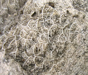 Petalaxis stylaxisTrautschold