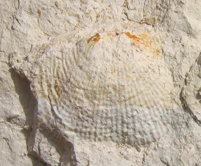 Admoskovia sp.