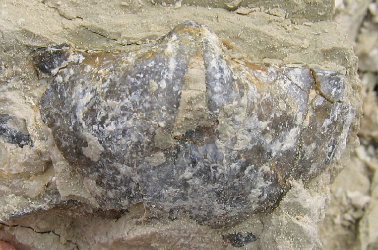 Choristites sp.