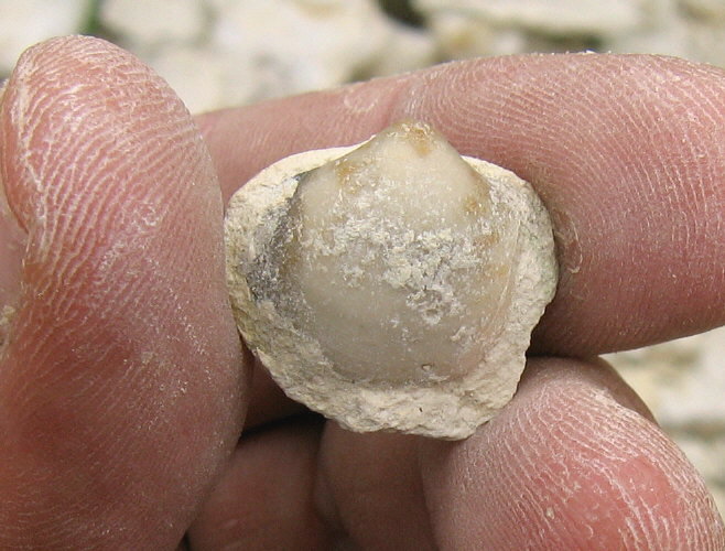 Neophricodothyris mosquensis E. Ivanova