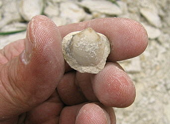 Neophricodothyris mosquensis E. Ivanova