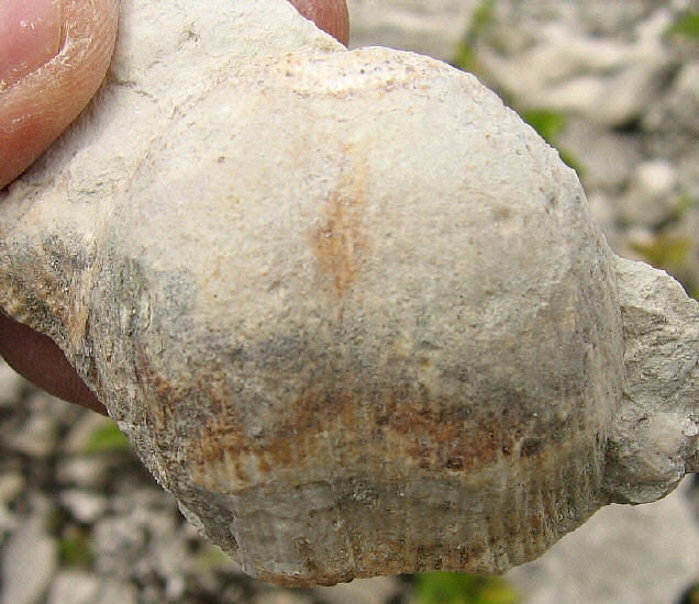 Admoskovia inflatiformis Lazarev