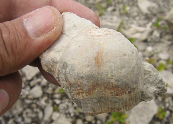 Admoskovia inflatiformis Lazarev