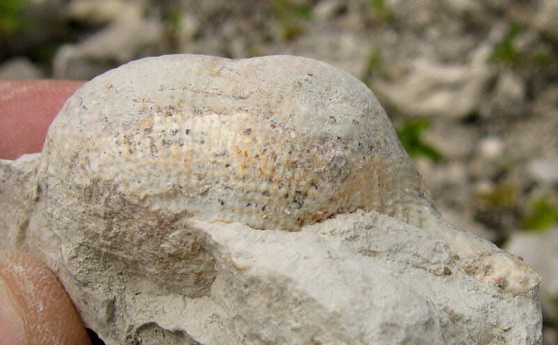 Admoskovia inflatiformis Lazarev