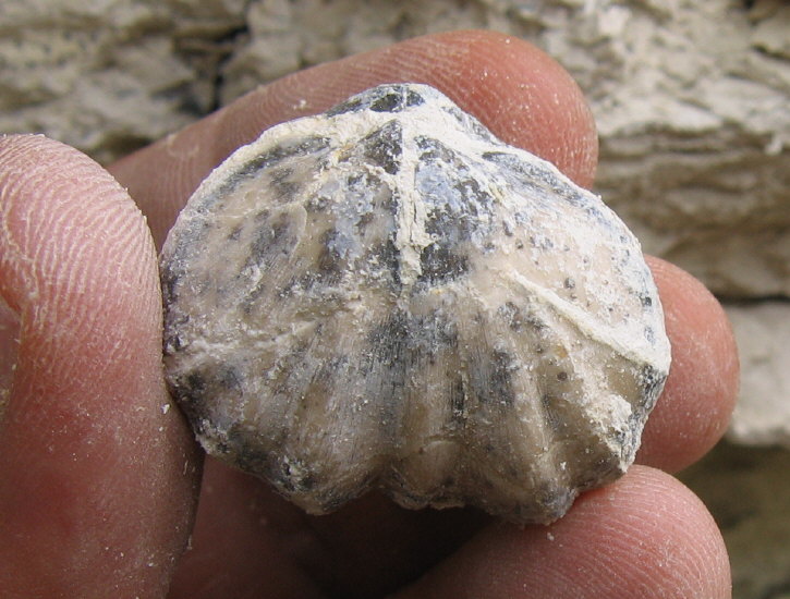 Enteletes lamarckii Fischer 1830