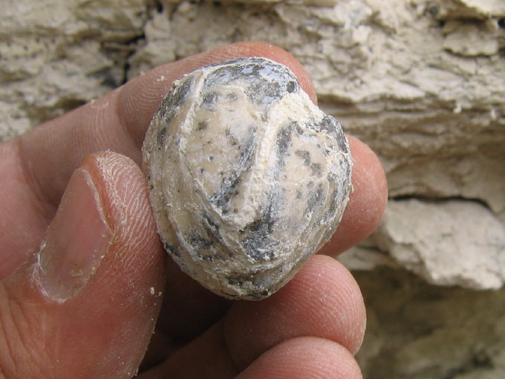 Enteletes lamarckii Fischer 1830