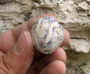 Enteletes lamarckii Fischer 1830