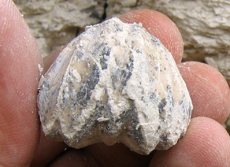 Enteletes lamarckii Fischer 1830