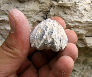 Enteletes lamarckii Fischer 1830