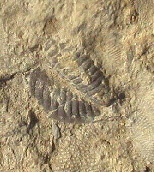 Trilobite