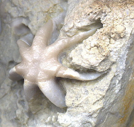 Evactinopora radiata