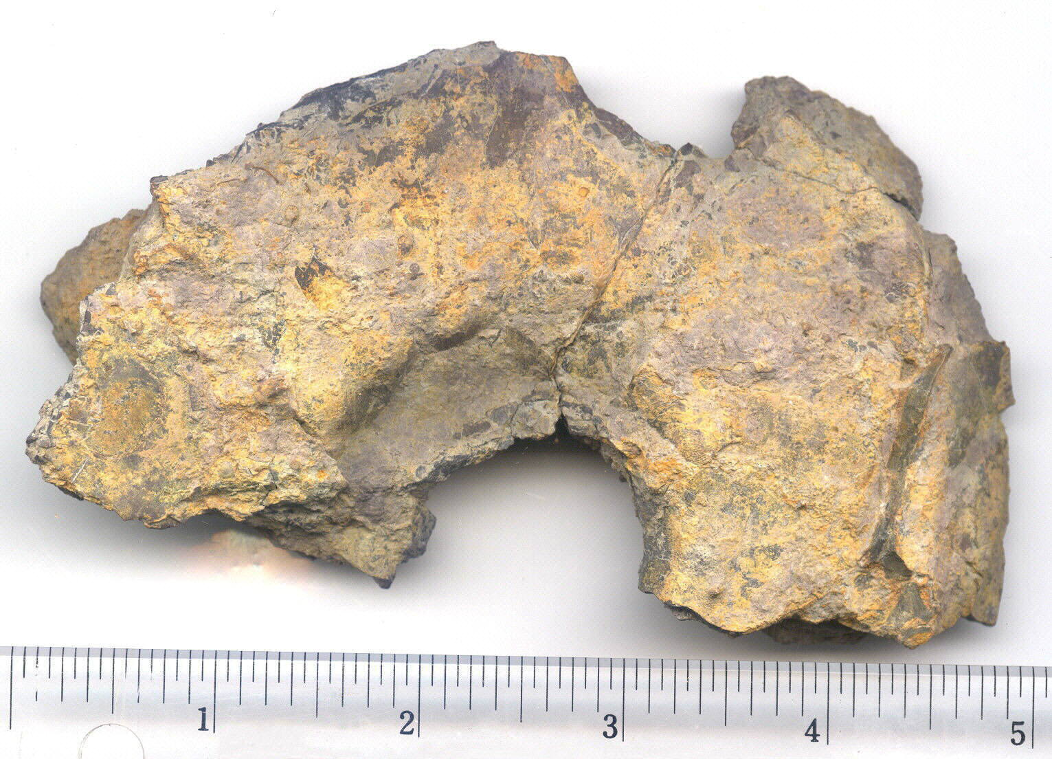 Domatoceras sp.