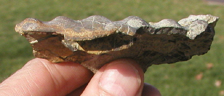 Domatoceras sp.