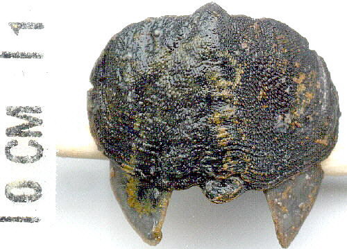 Glaphurochiton carbonarius - intermediate valve