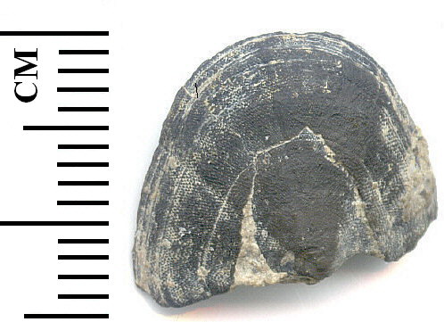 Glaphurochiton carbonarius - head valve