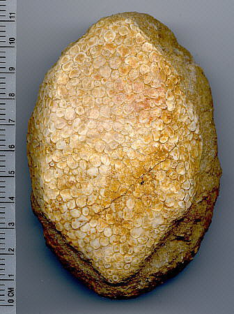 Eodiaphyodus granulosus