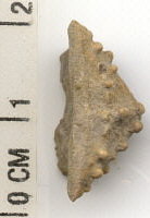 Ethelocrinus primibrachials