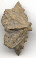 Ethelocrinus sp.