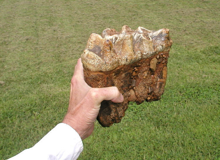 Mastodon tooth