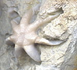 Evactinopora radiata