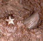 Evactinopora radiata