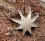 Evactinopora radiata