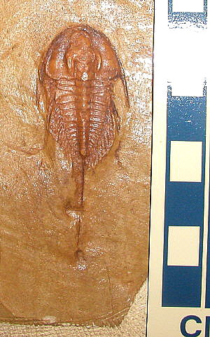 Olenellus gilberti