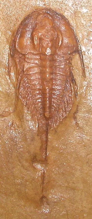 Olenellus gilberti