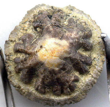 Petrodus sp. - dermal denticle