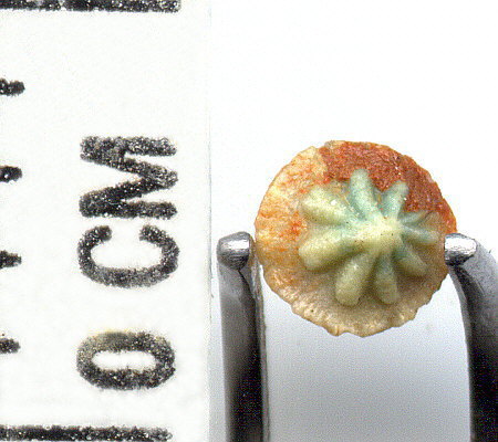 Petrodus sp. - dermal denticle