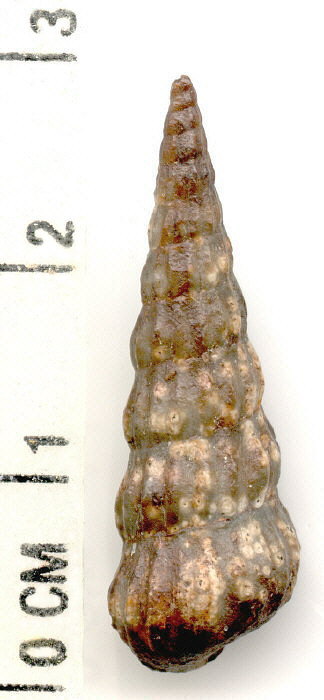 Pseudozygopleura scitula