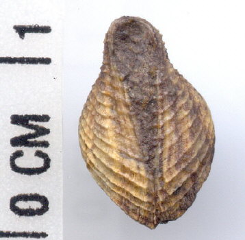 Pseudoconocardium sp.