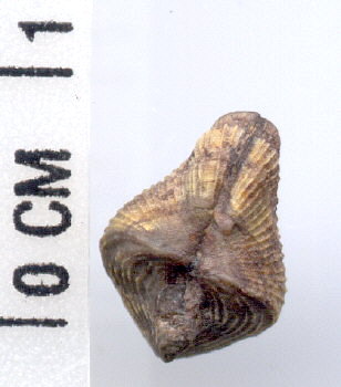 Pseudoconocardium sp.